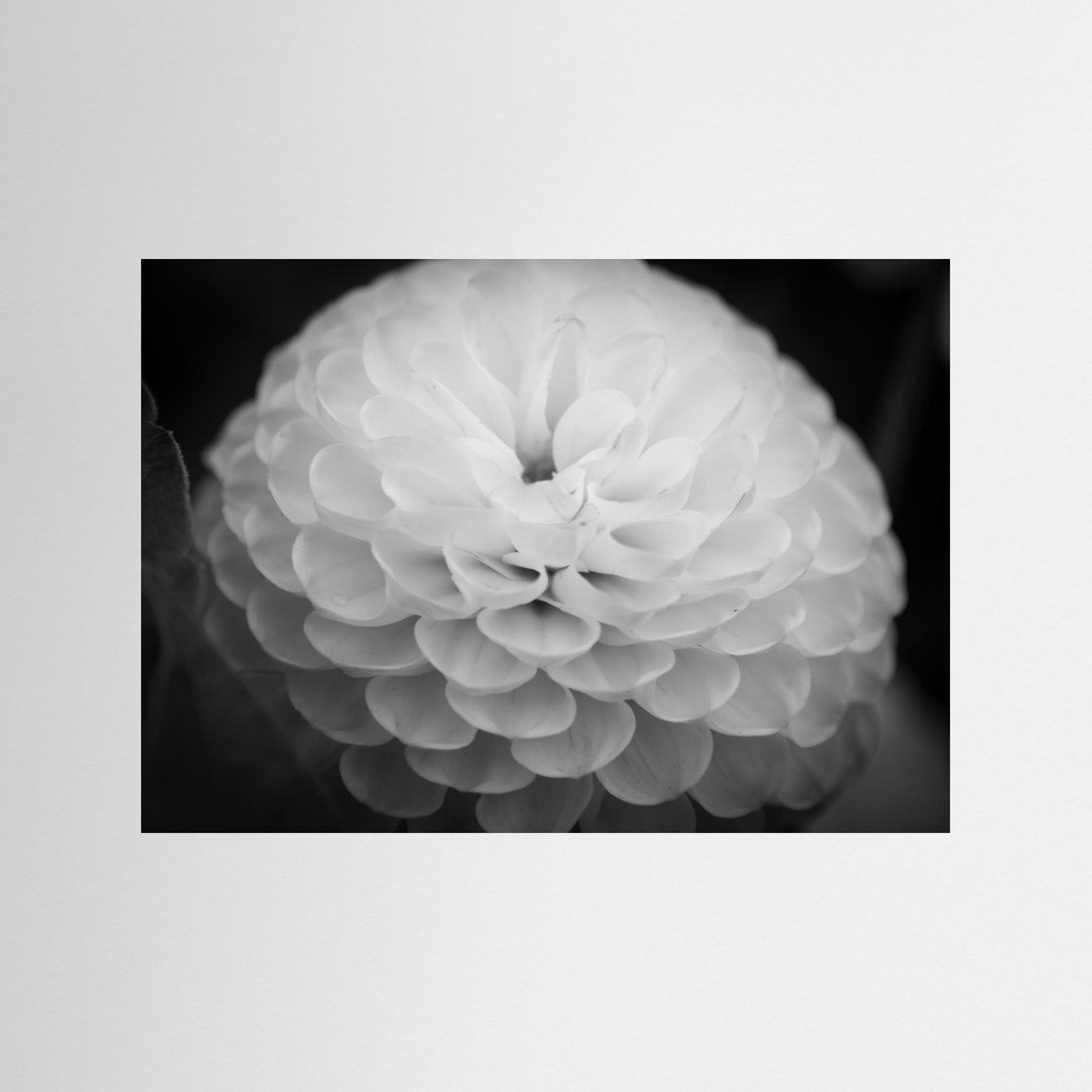 Dahlia