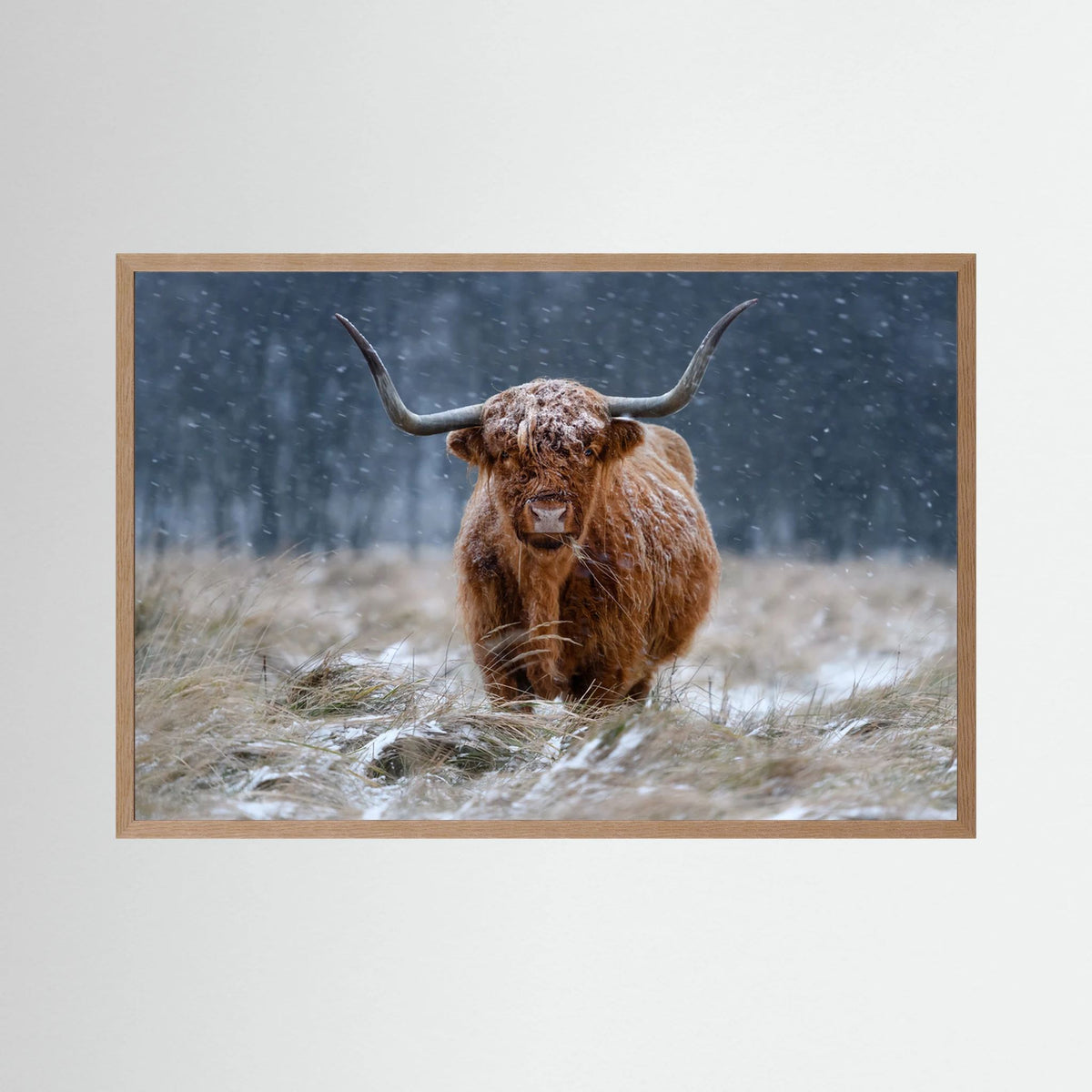 Snowy Highland cow 