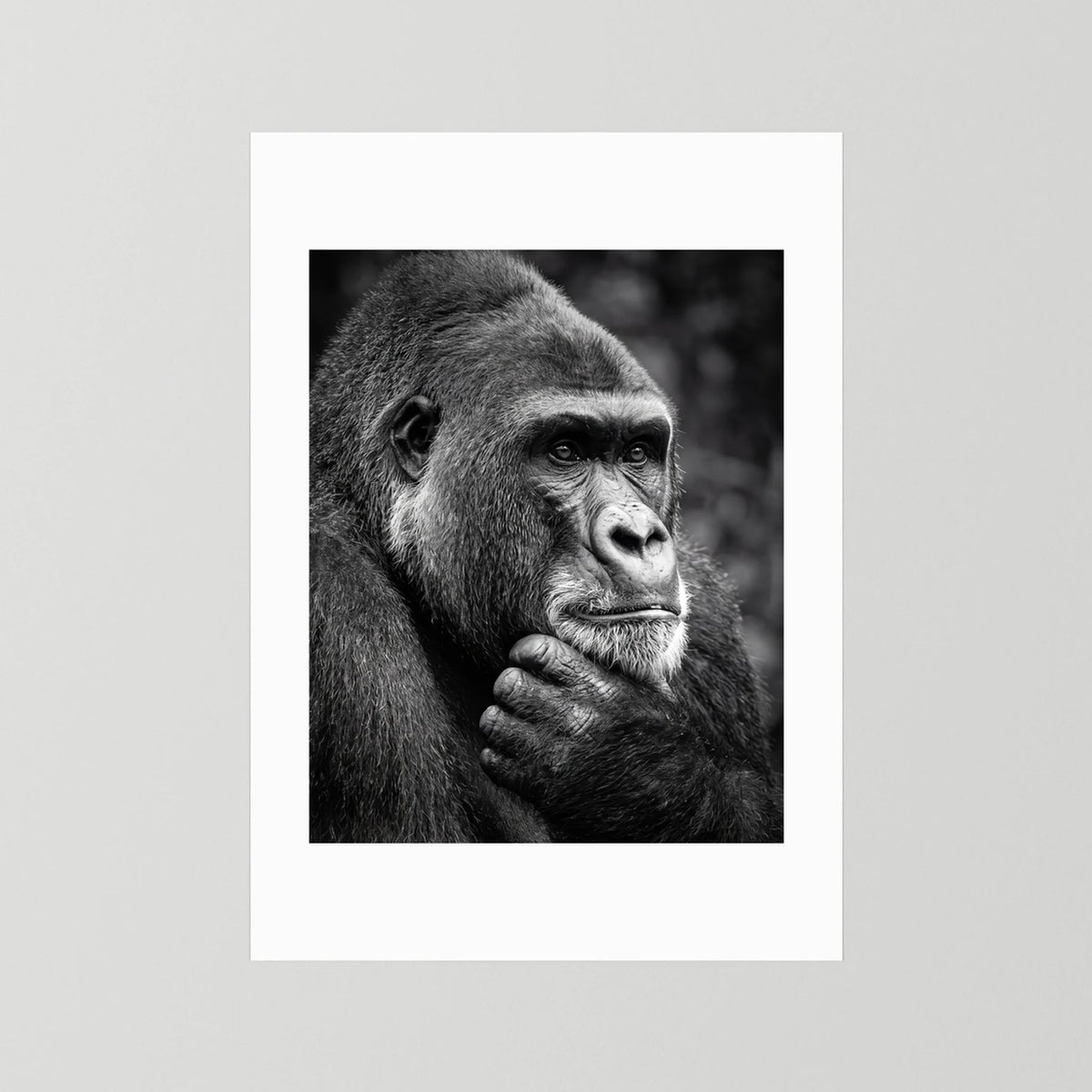 Gorilla