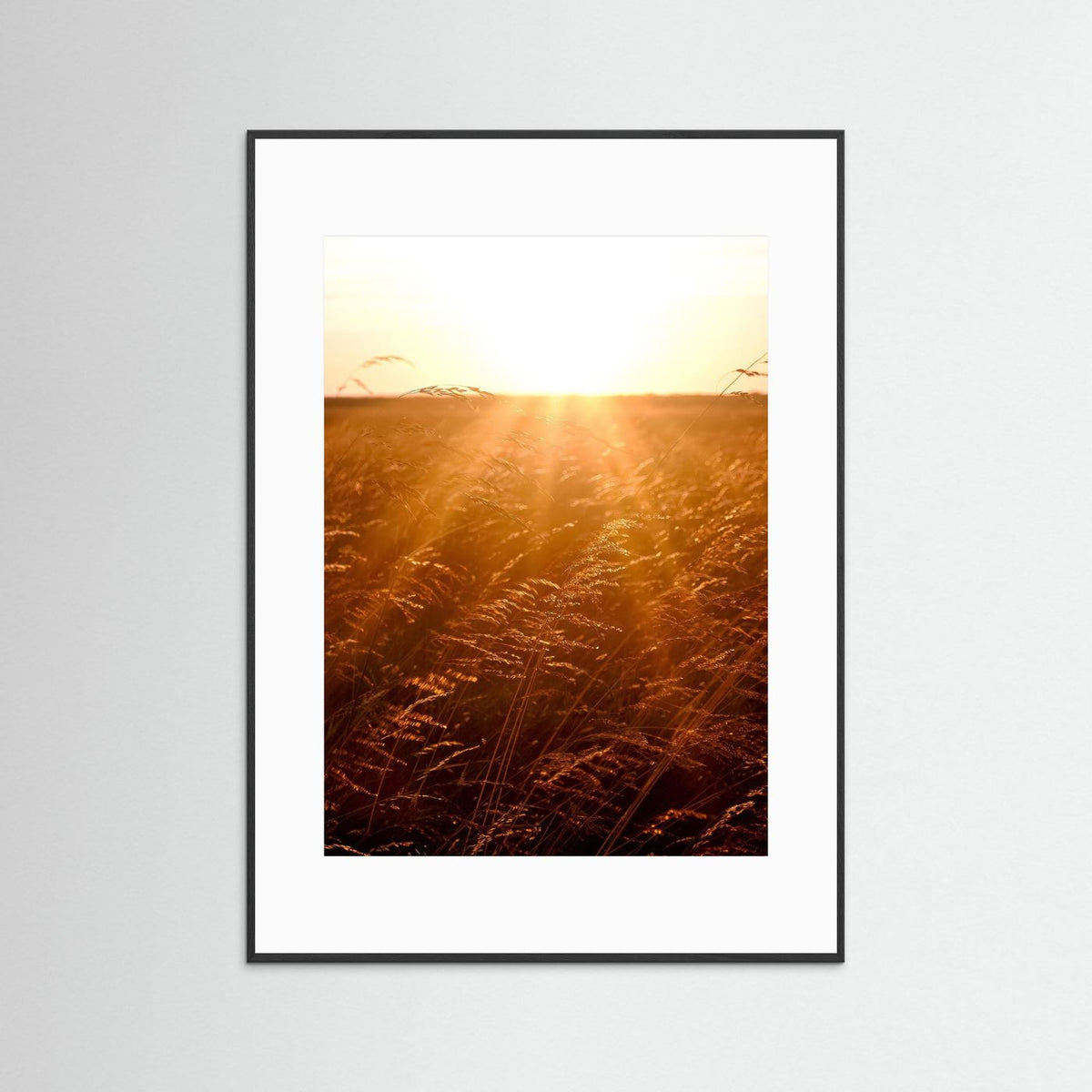 Fields of Gold