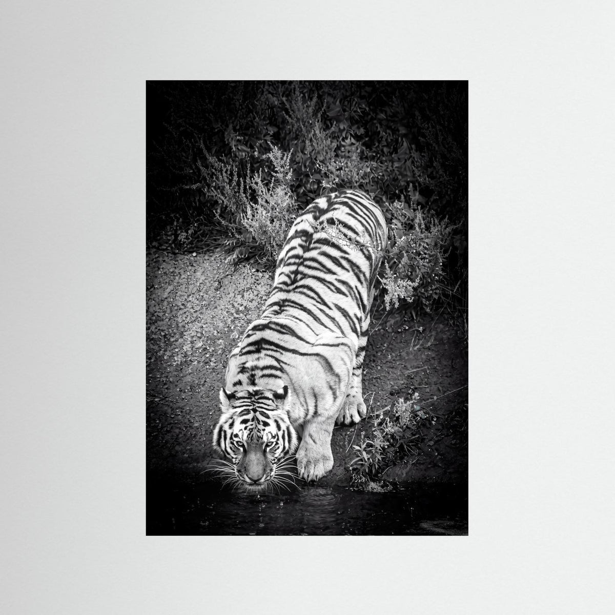 Tiger drinking water