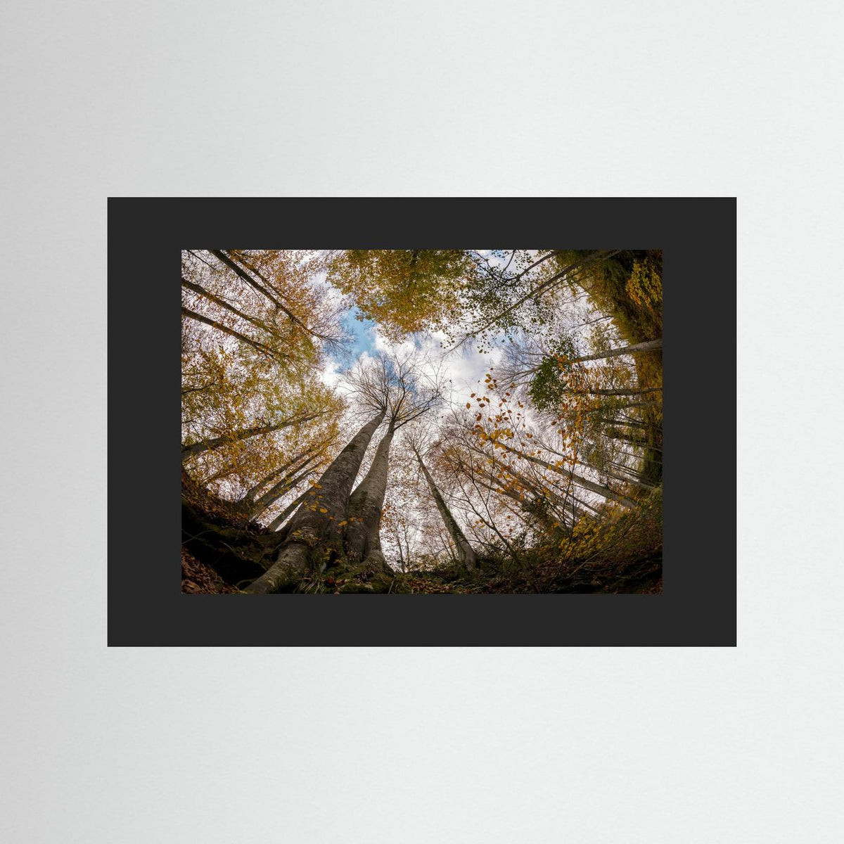 Golden Forest Sky View 
