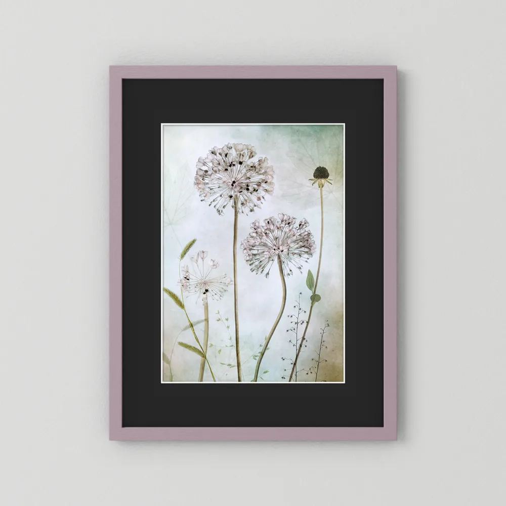Allium 