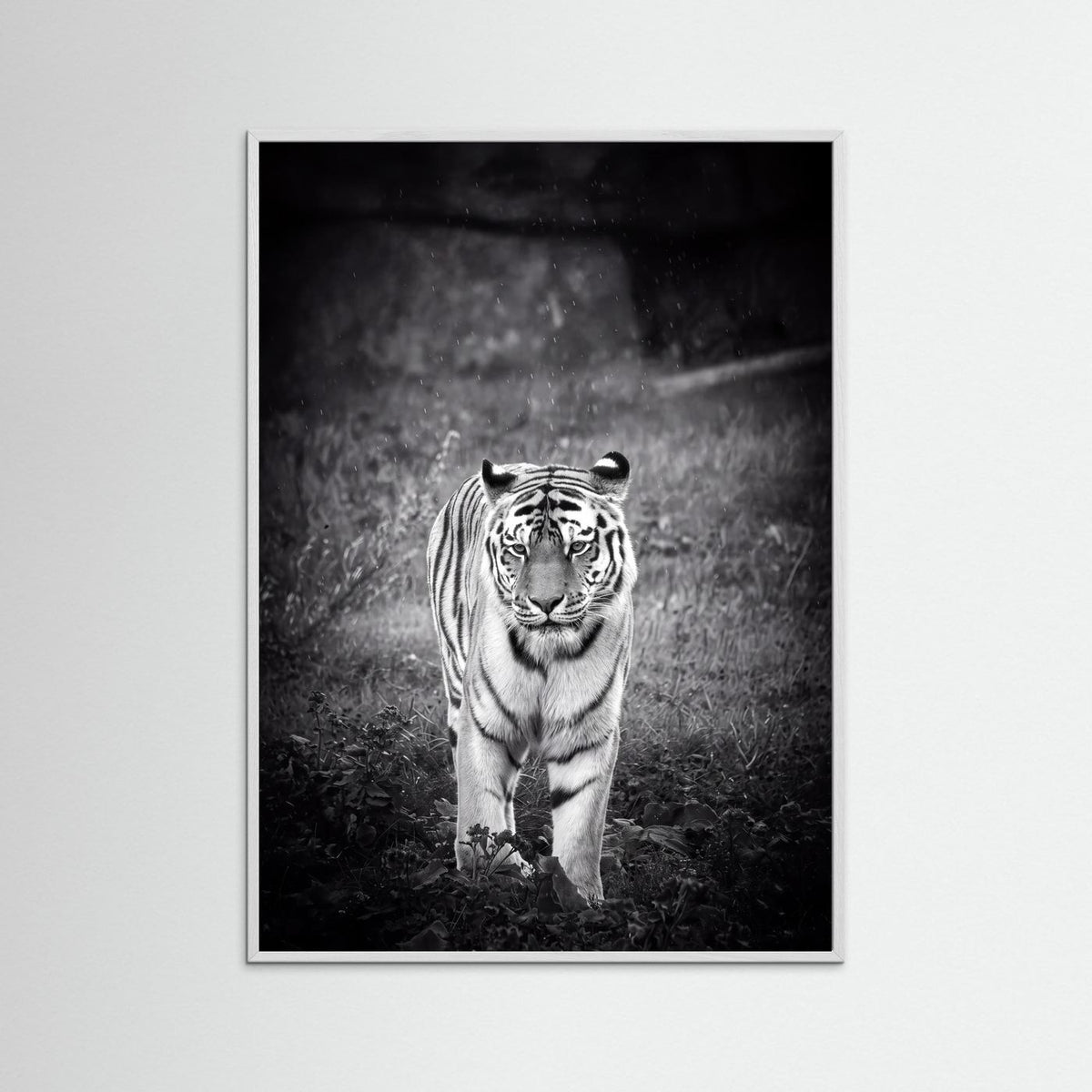 Tiger in Rain