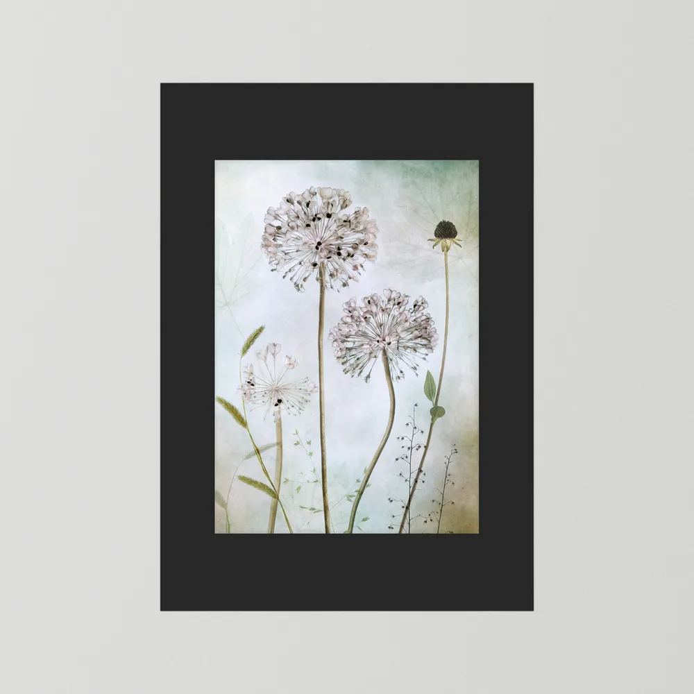 Allium 