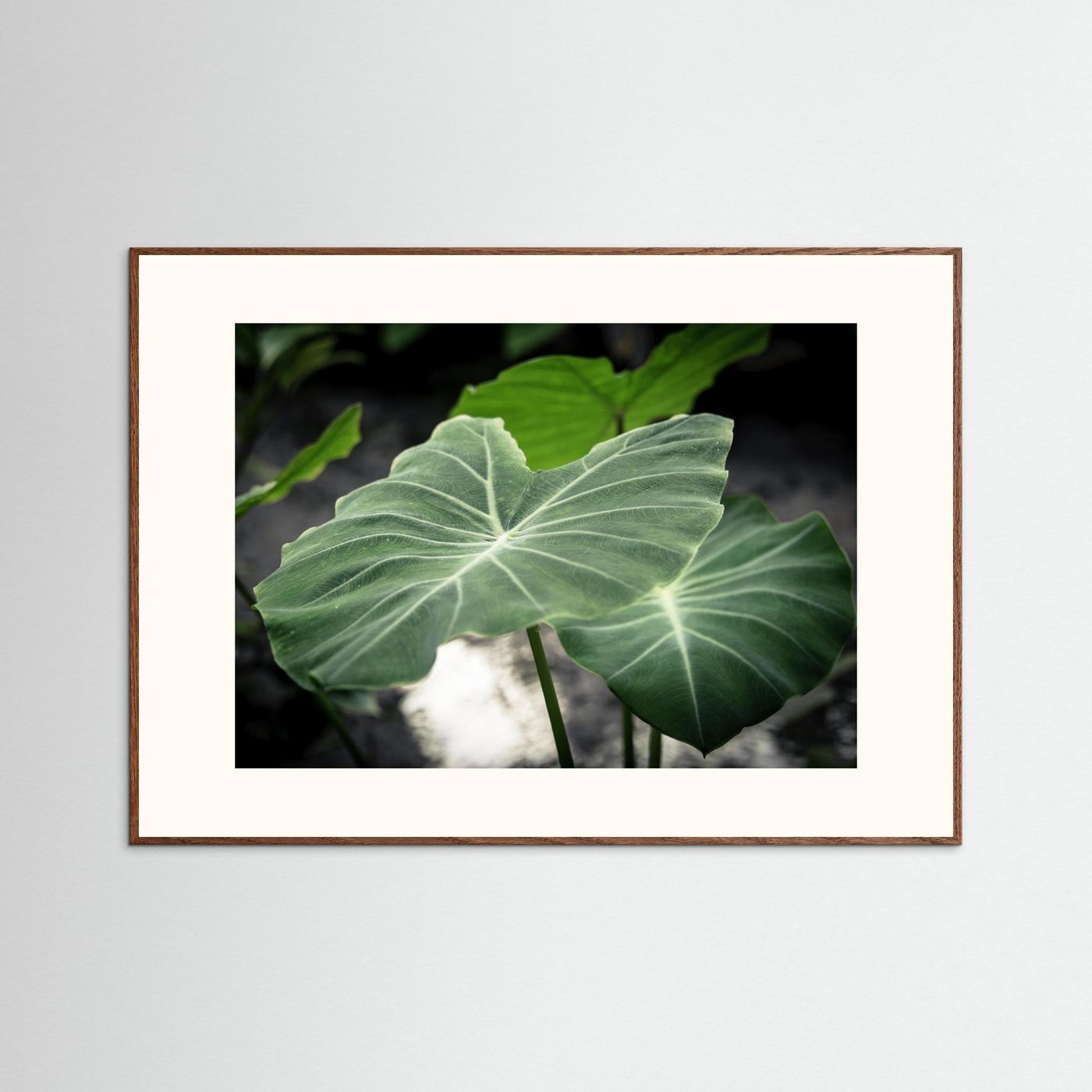 Leaf