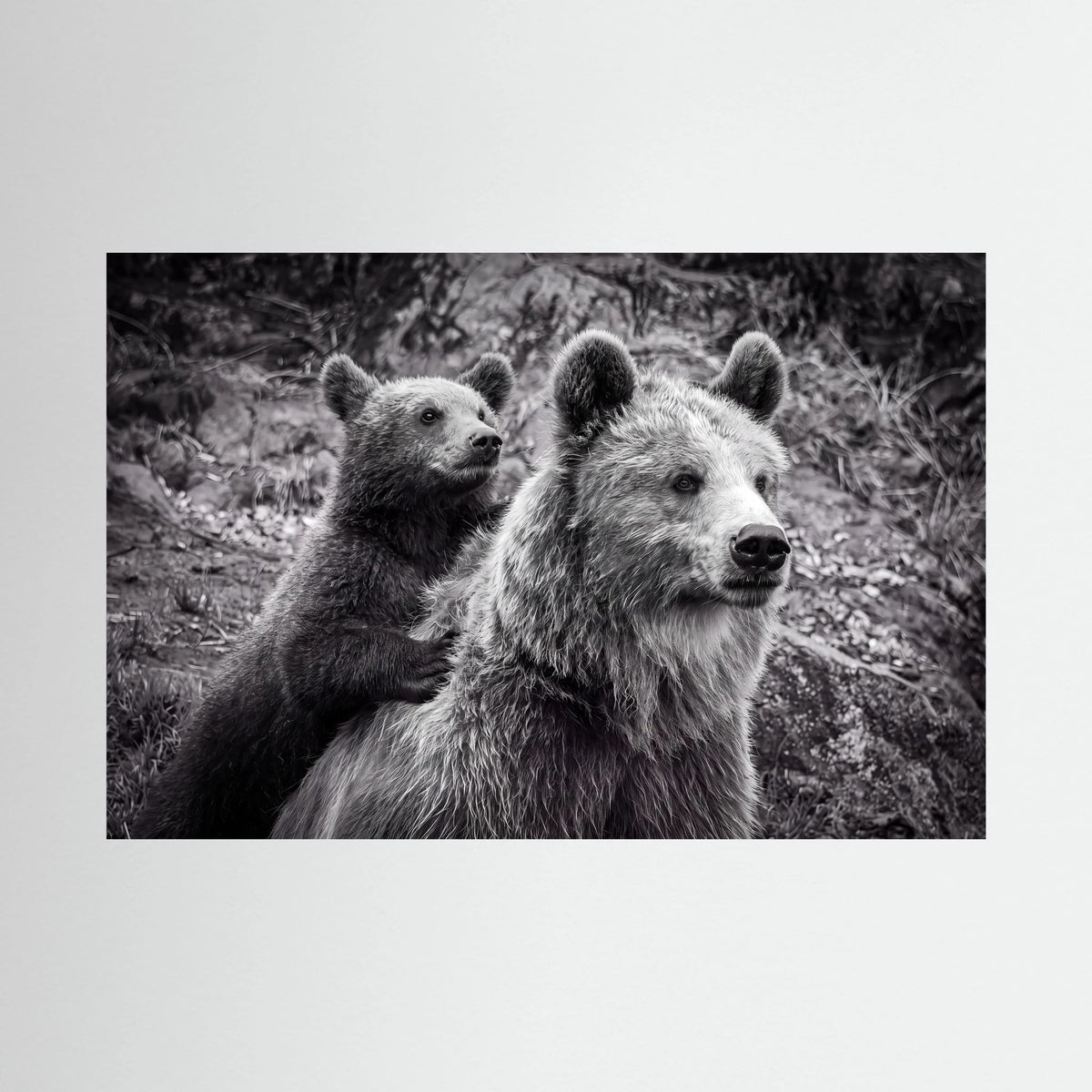 Baby bear