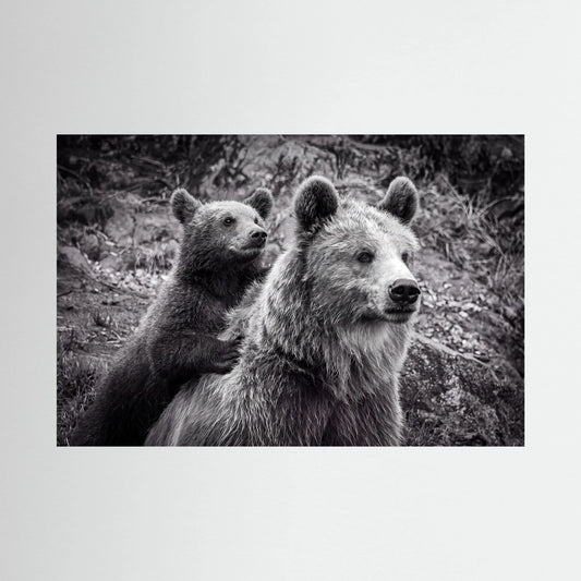 Baby bear