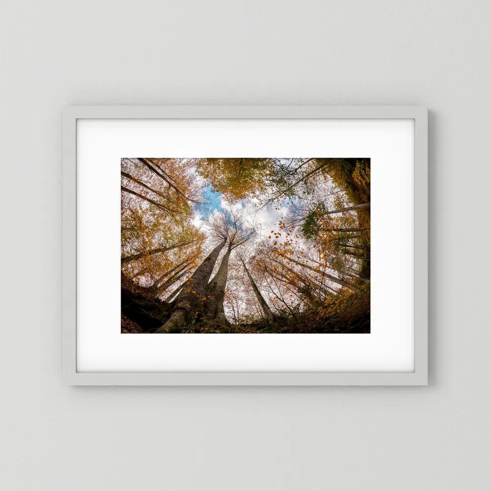 Golden Forest Sky View 