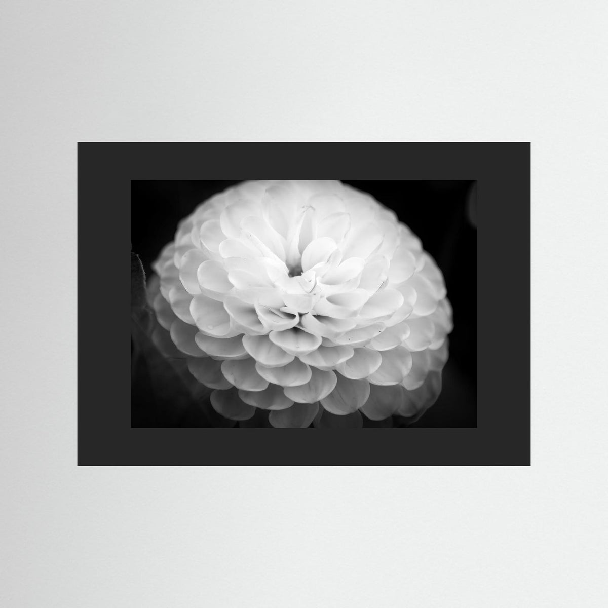 Dahlia