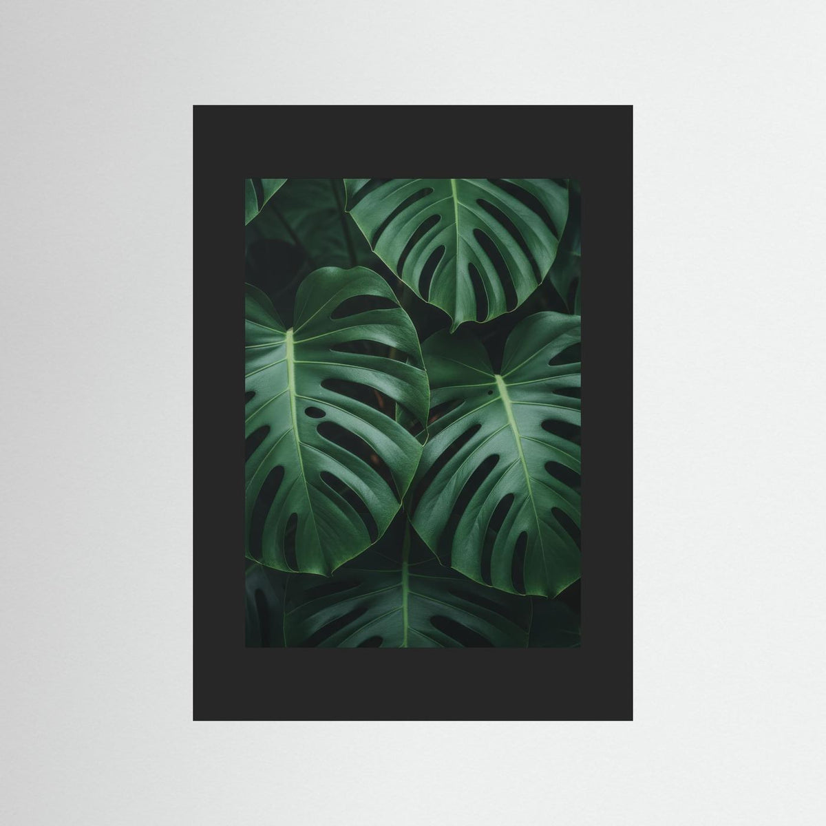 Monstera Deliciosa