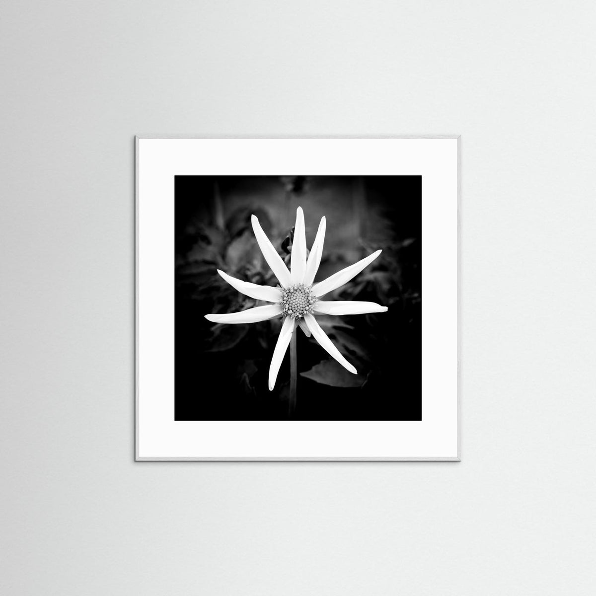 Star Flower