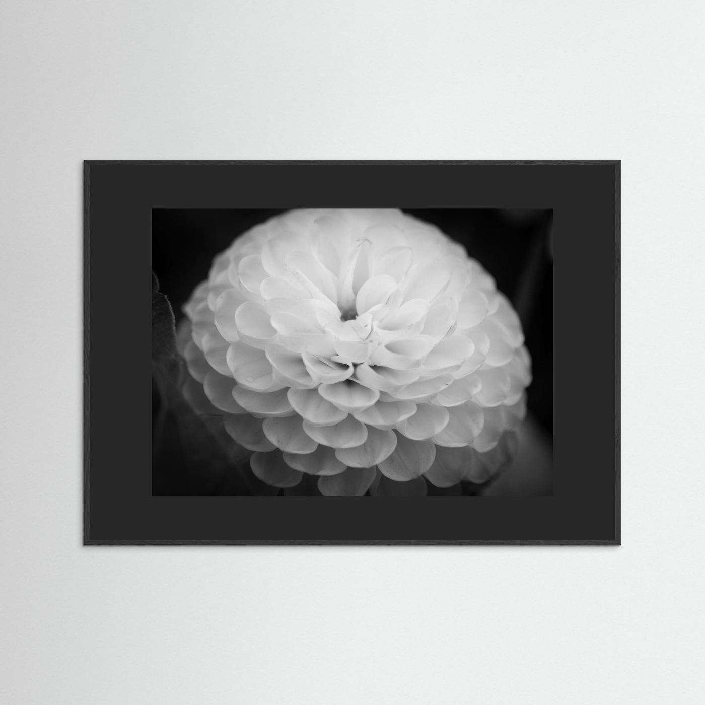 Dahlia