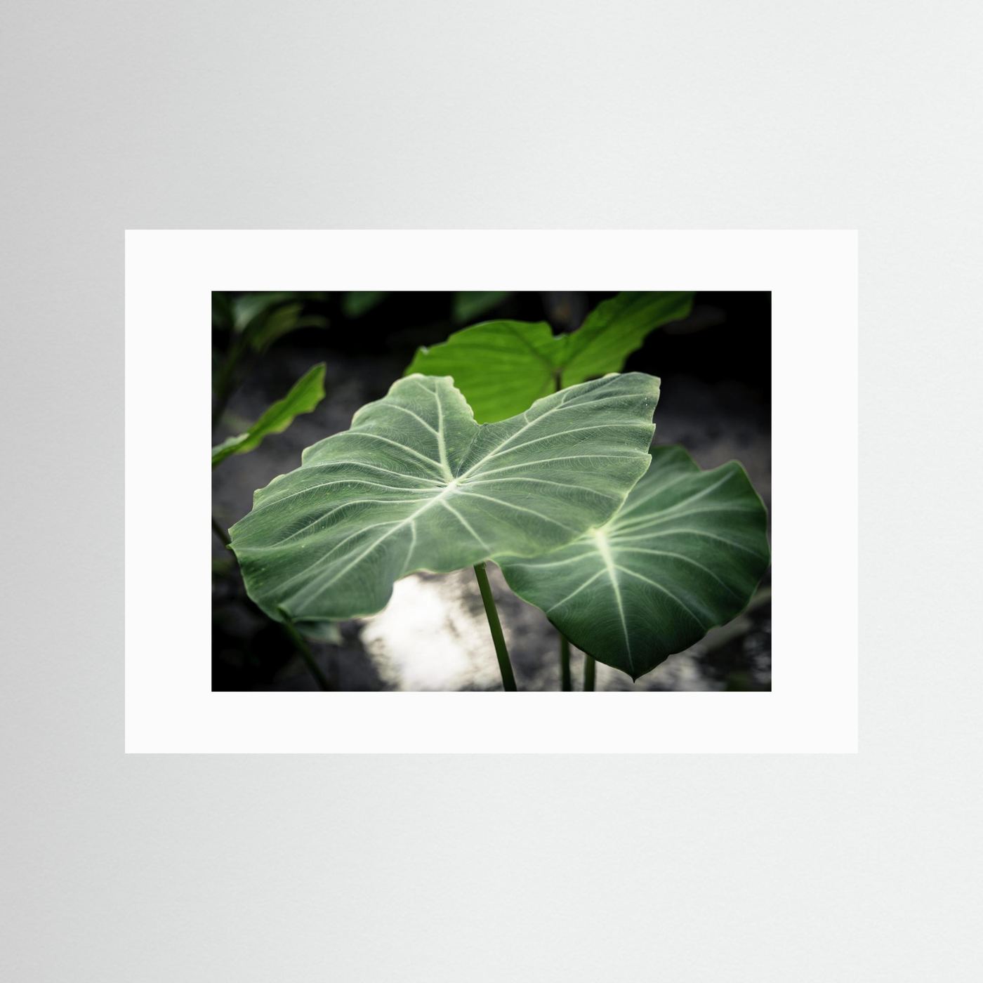 Leaf