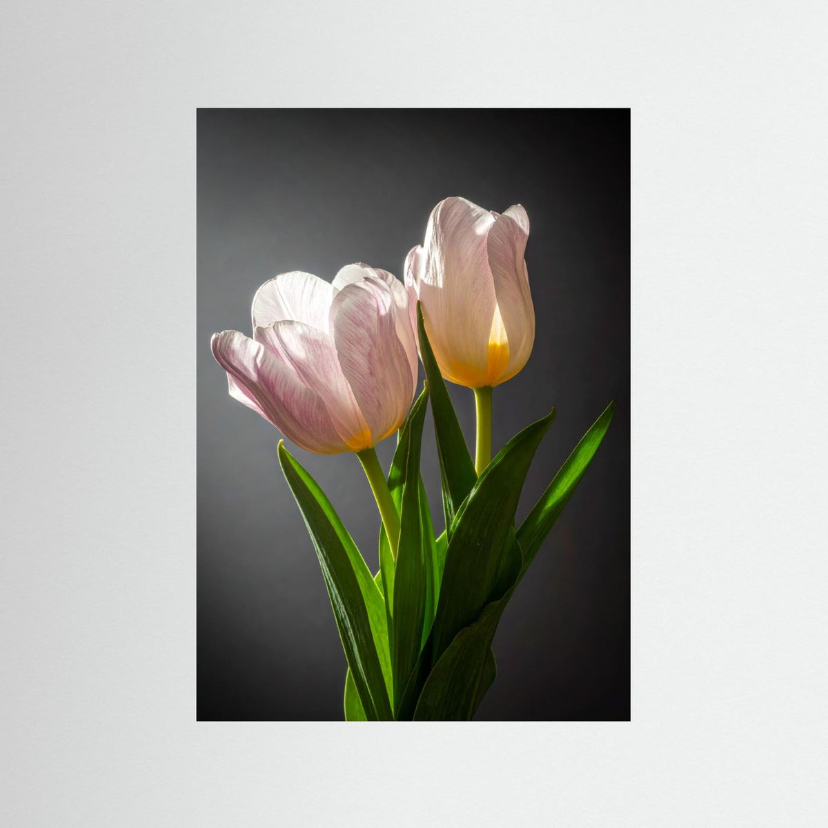 Tulip