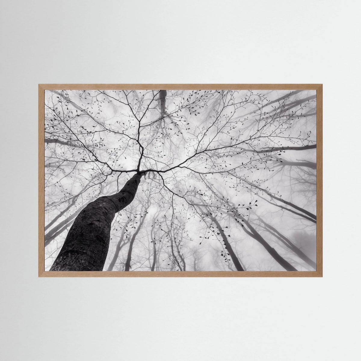 A view of the tree crown 