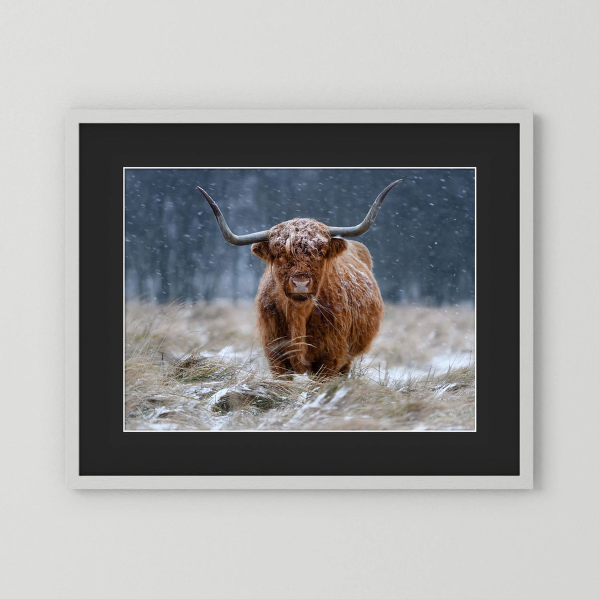 Snowy Highland cow 