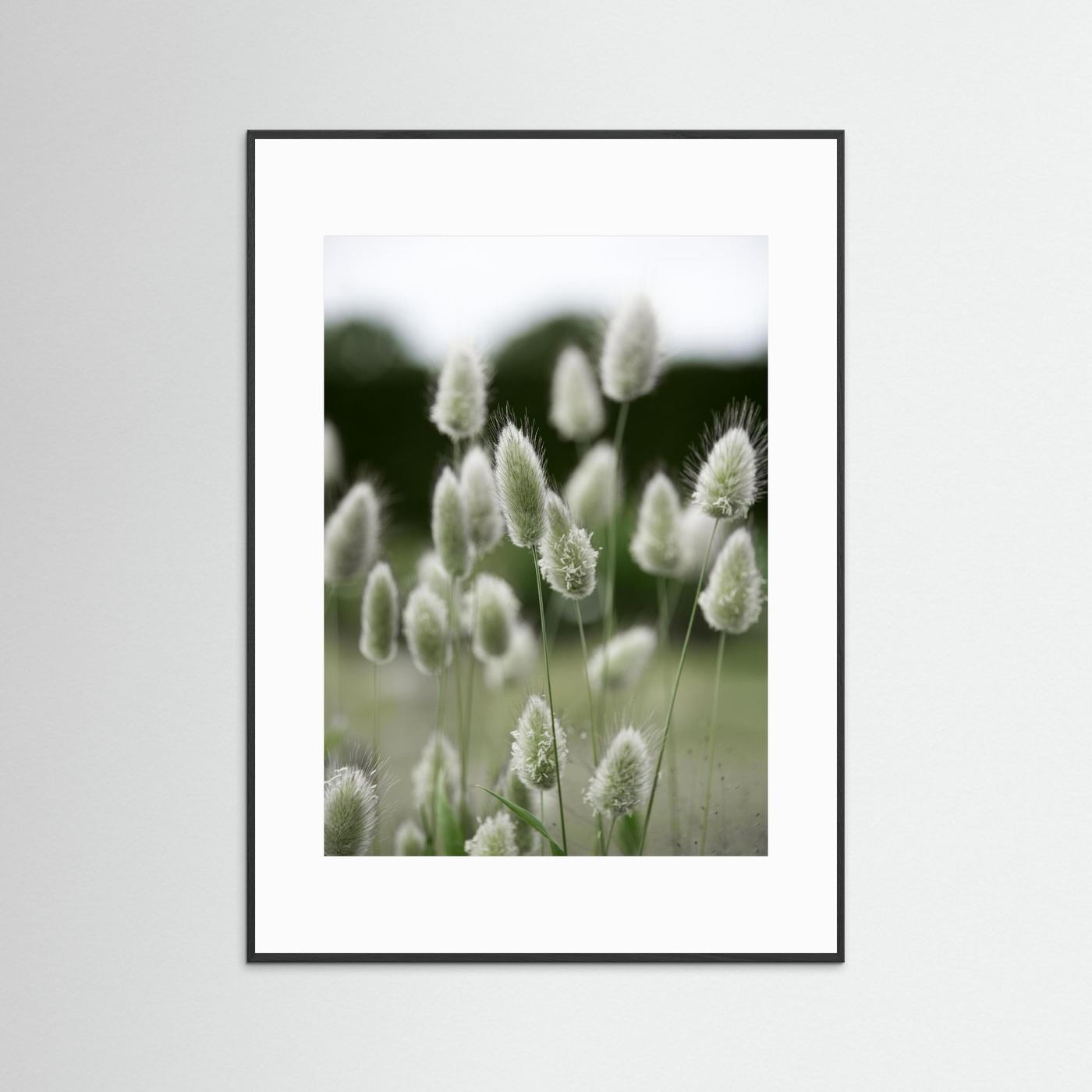 Grass