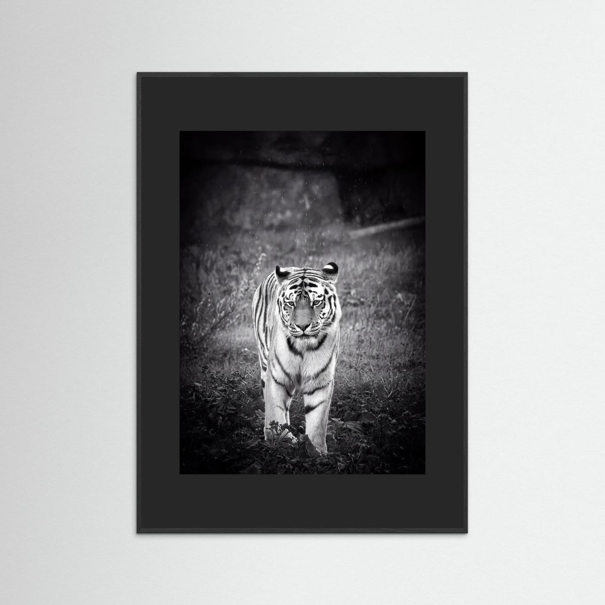 Tiger in Rain