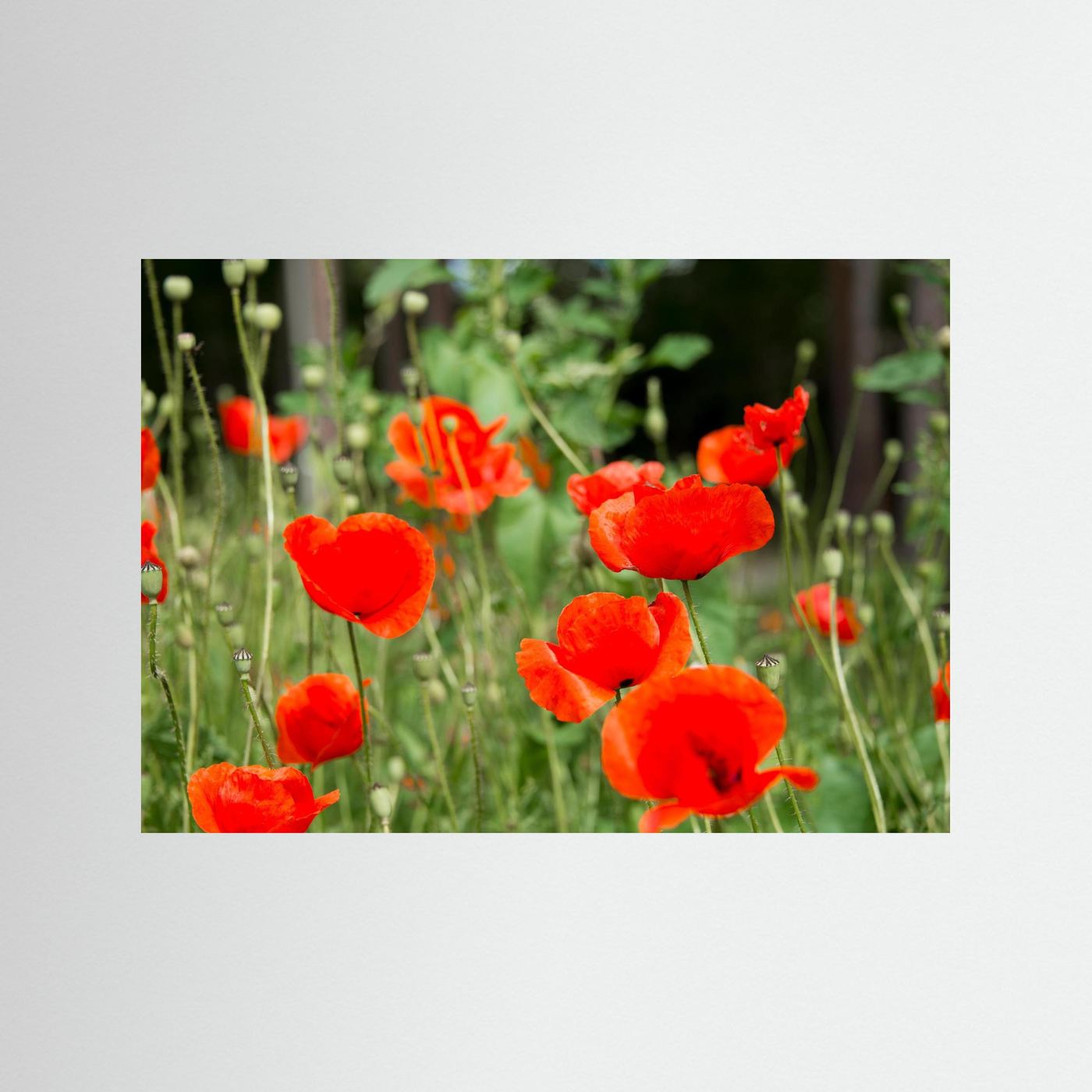 Poppy 