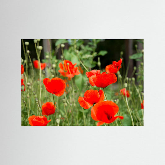 Poppy 