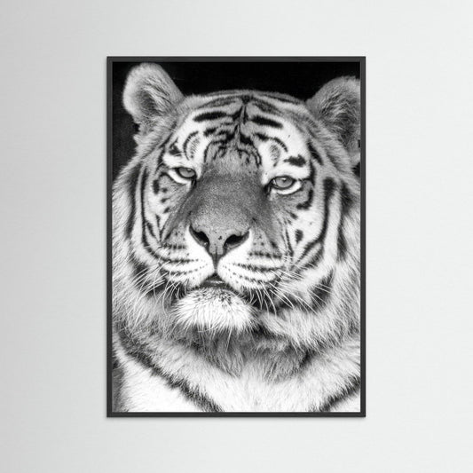 Tiger portrait