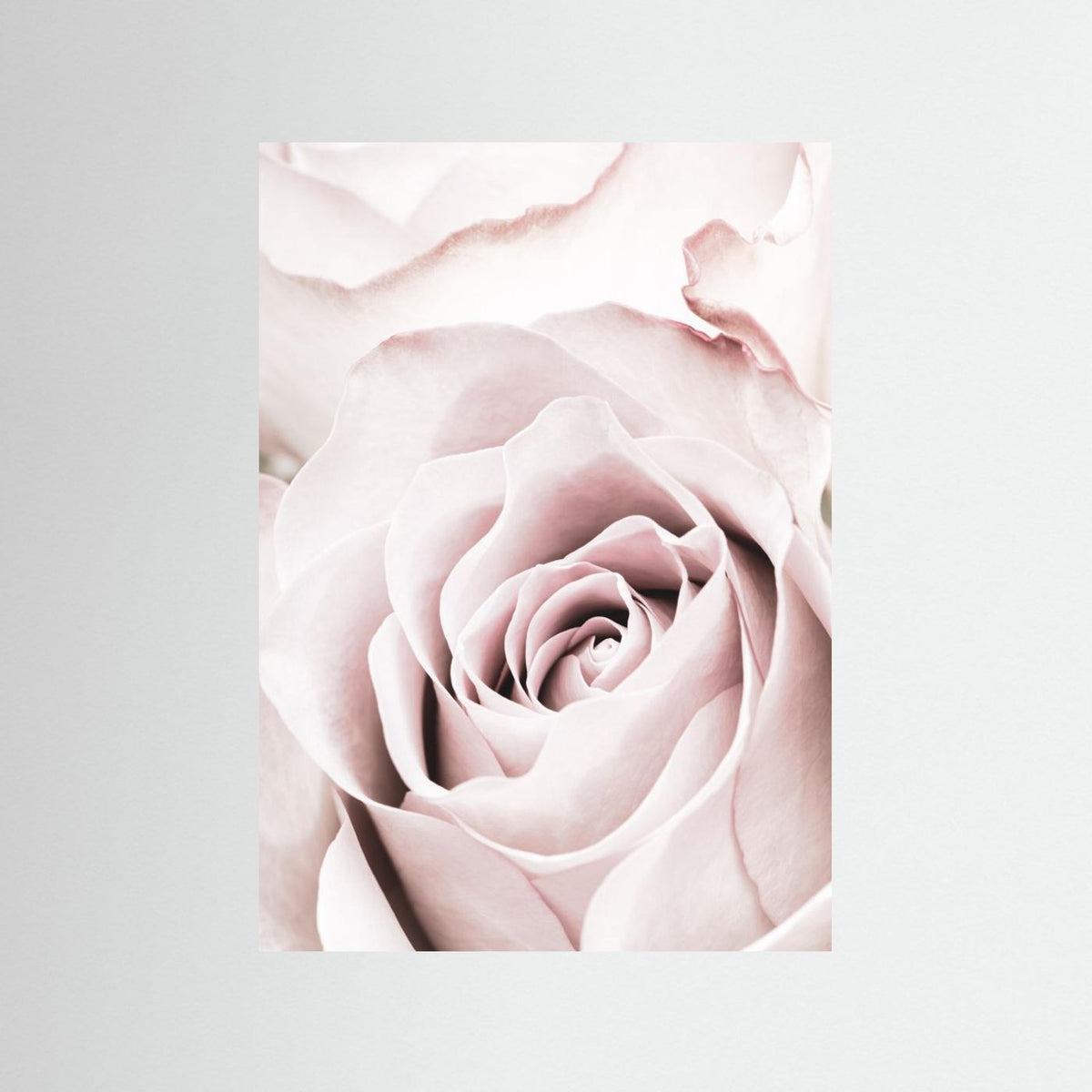 Pink Rose 