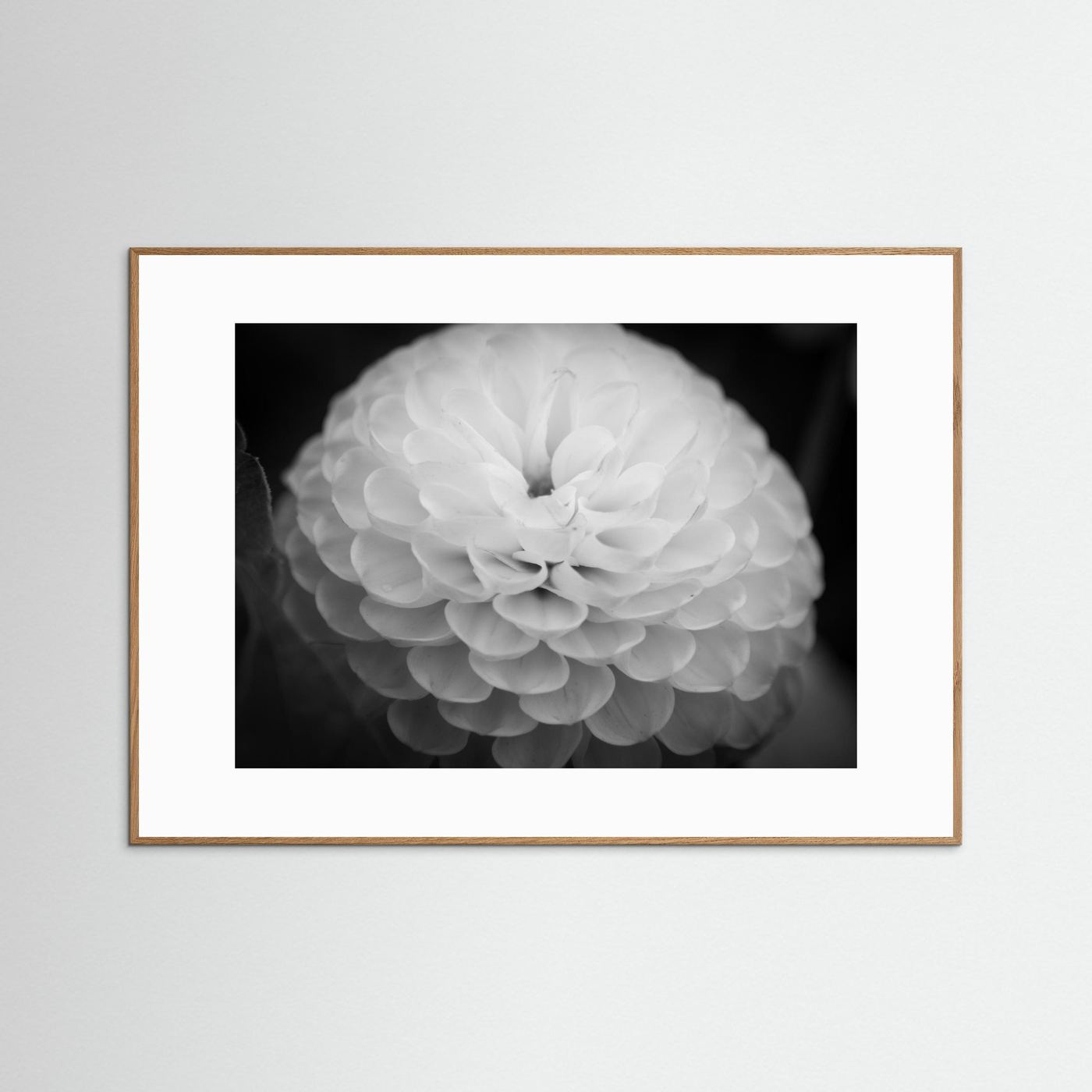 Dahlia