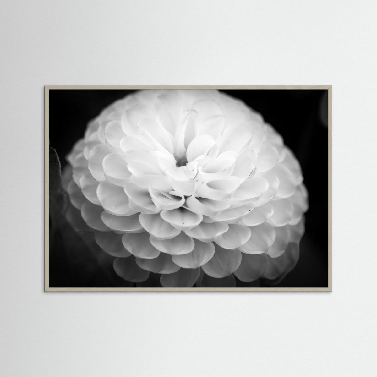 Dahlia