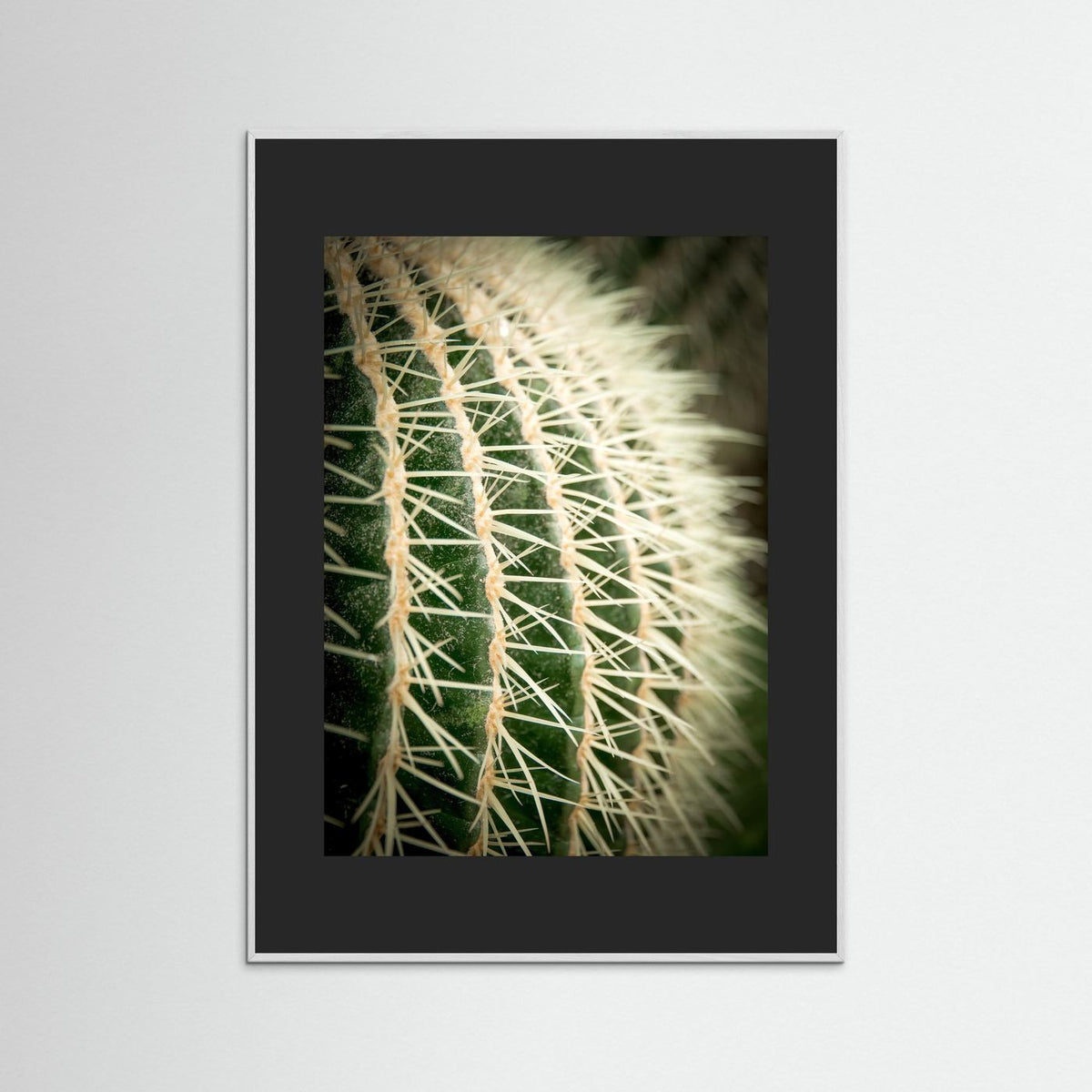 Cactus