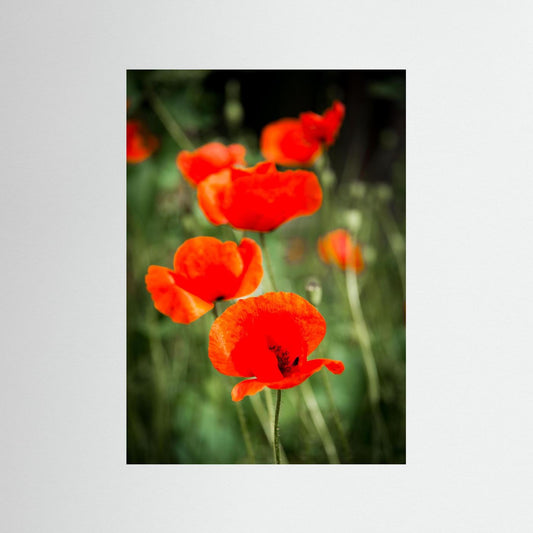 Poppy
