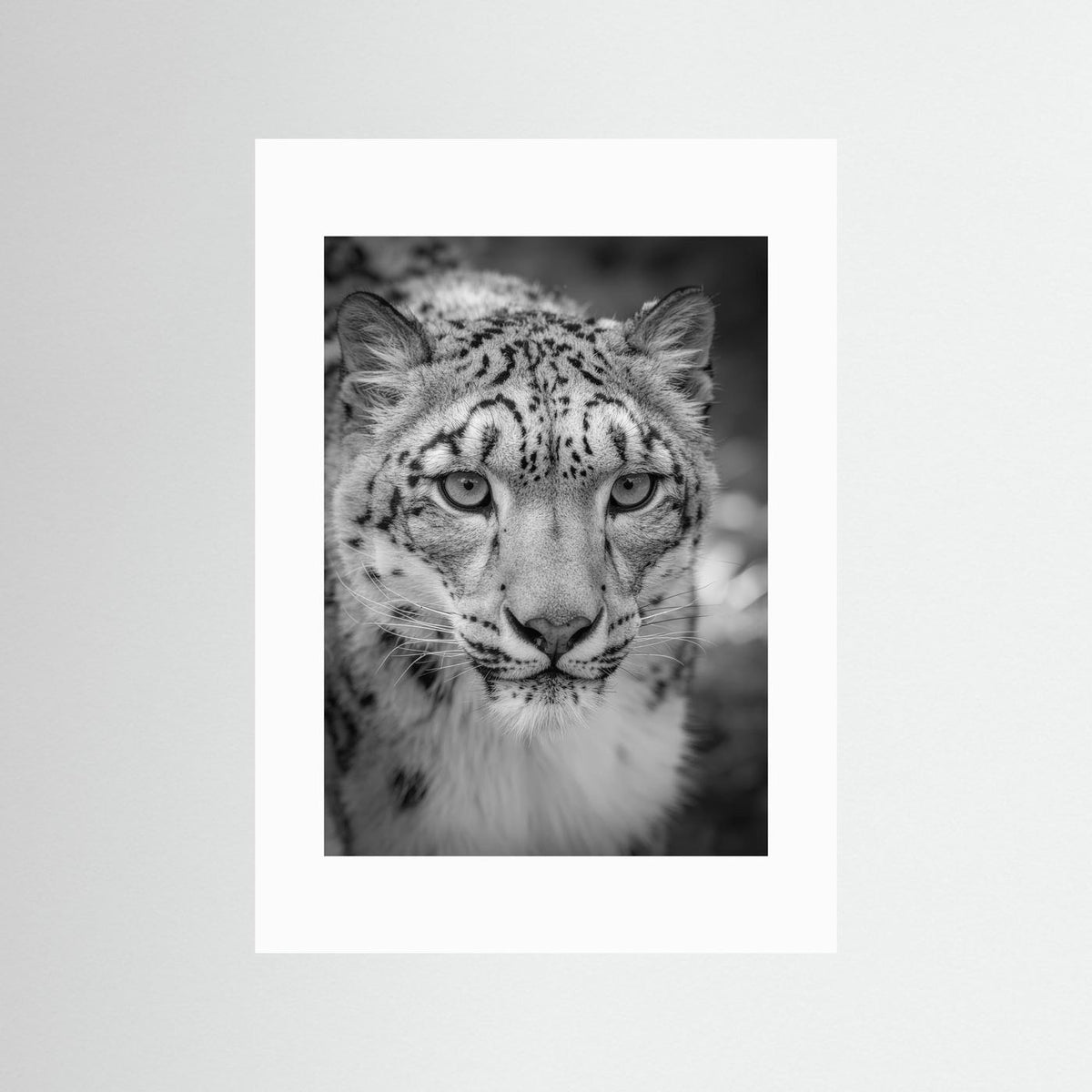 Leopard in Snow