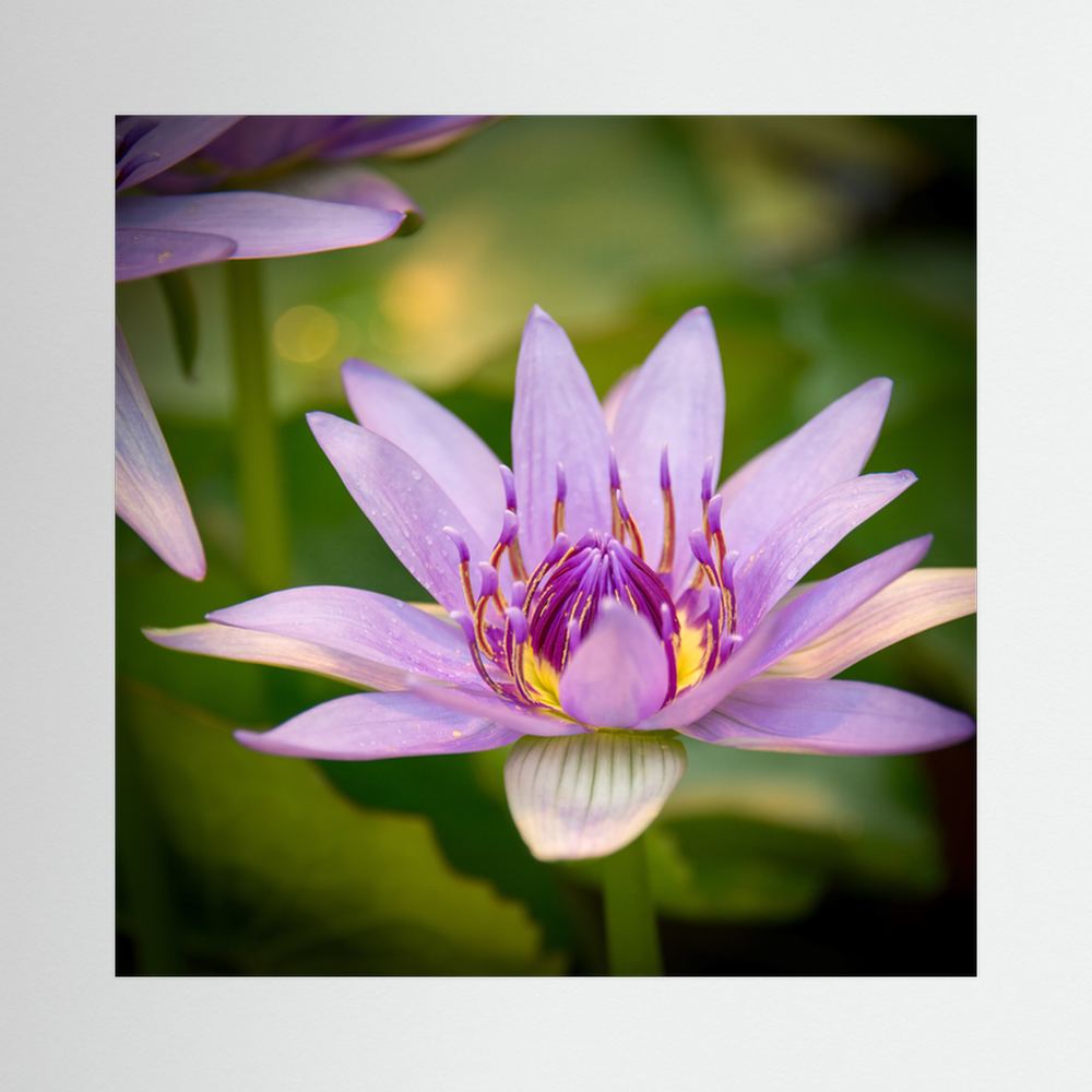 Purple Water Lily