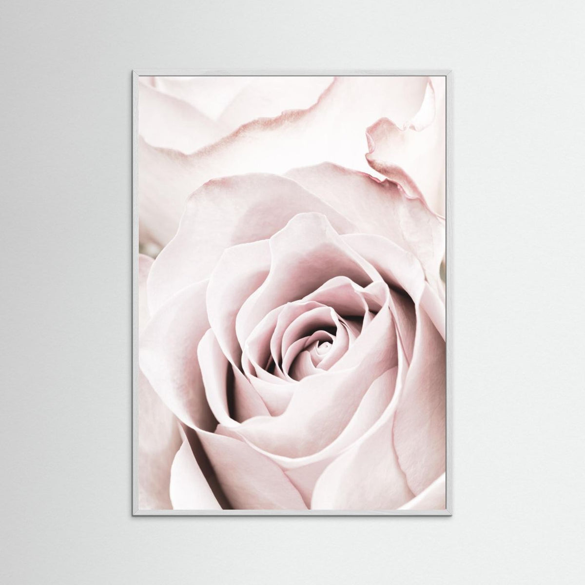 Pink Rose