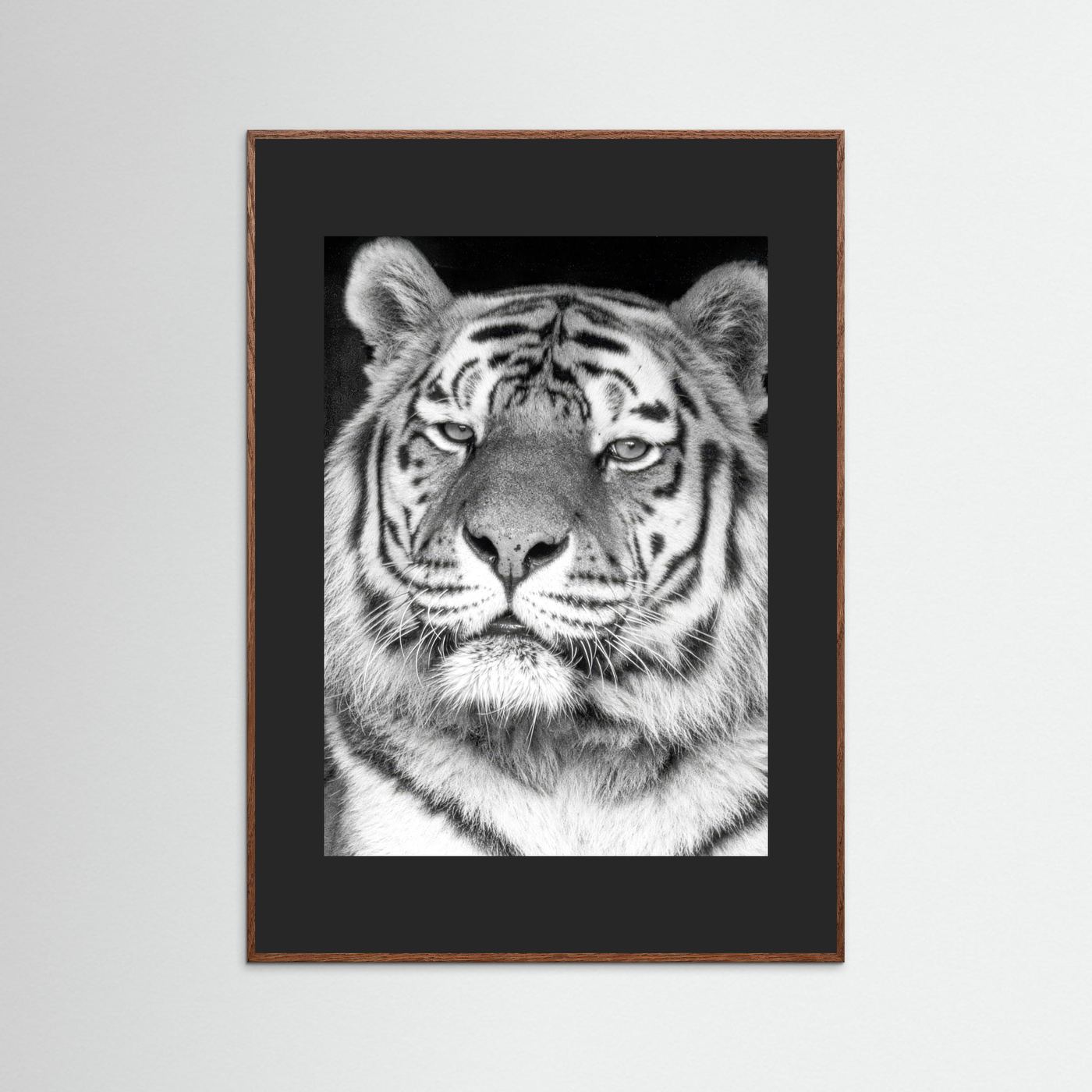 Tiger portrait