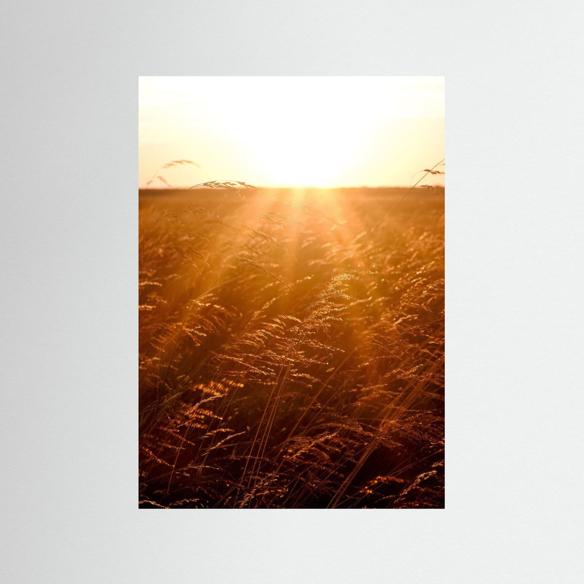 Fields of Gold