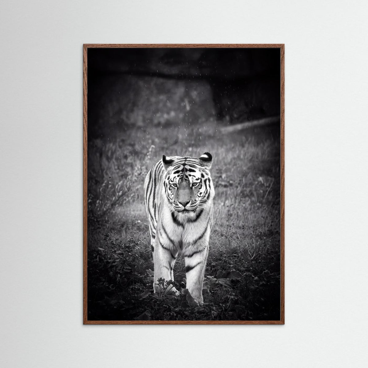 Tiger in Rain