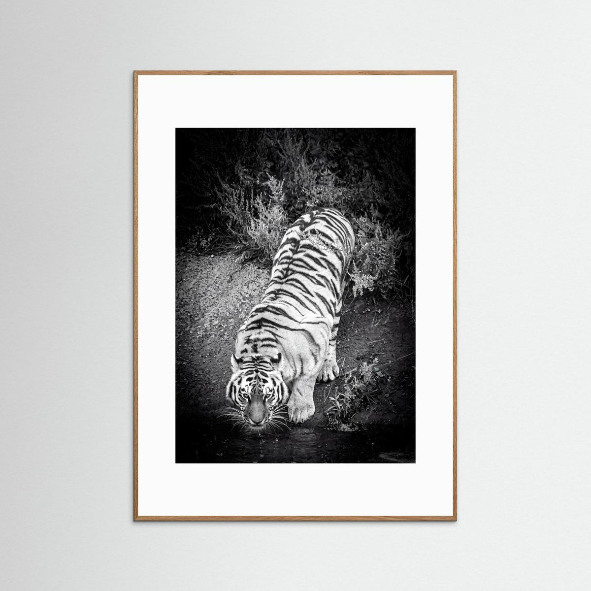 Tiger drinking water