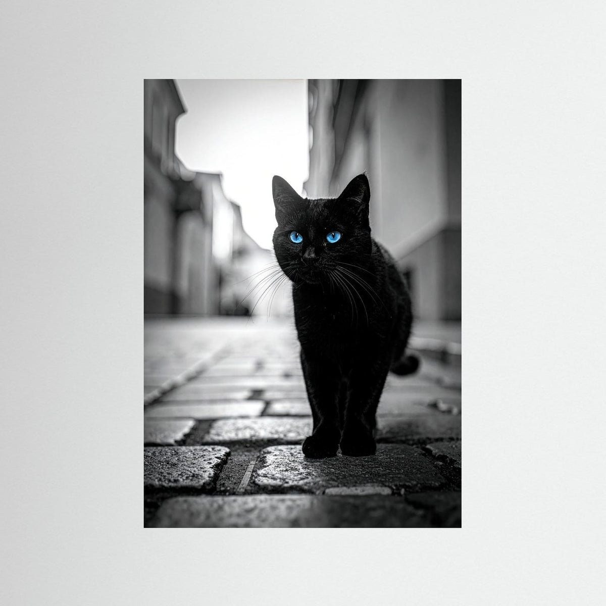 City Cat