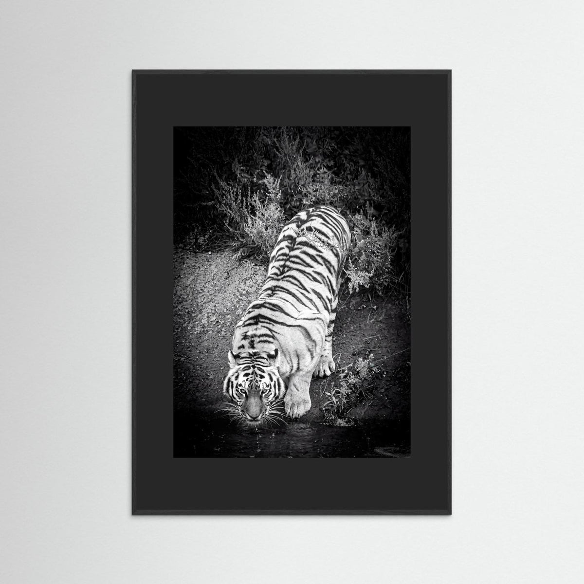 Tiger drinking water