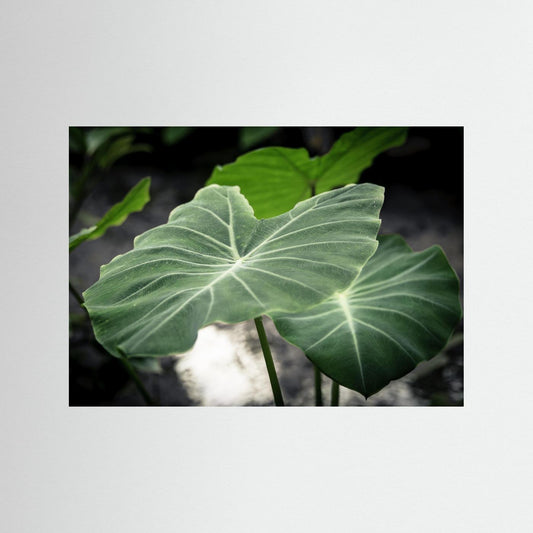 Leaf