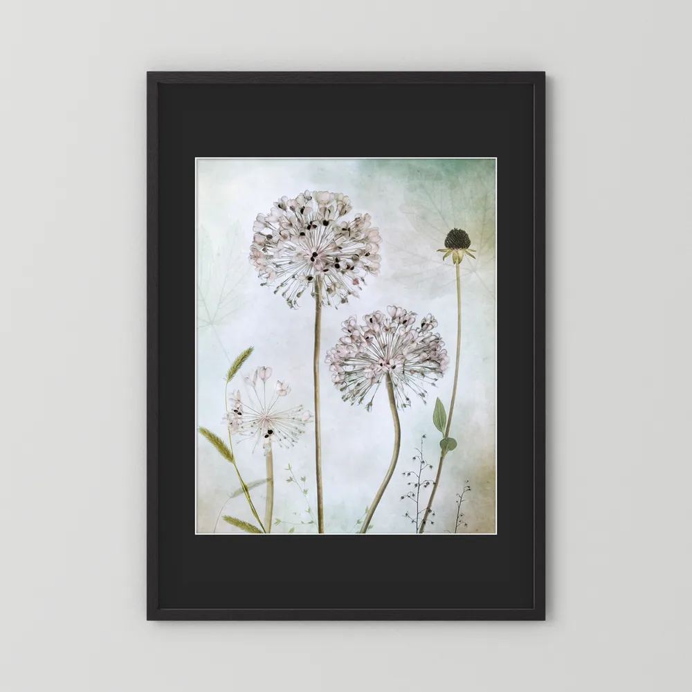 Allium 