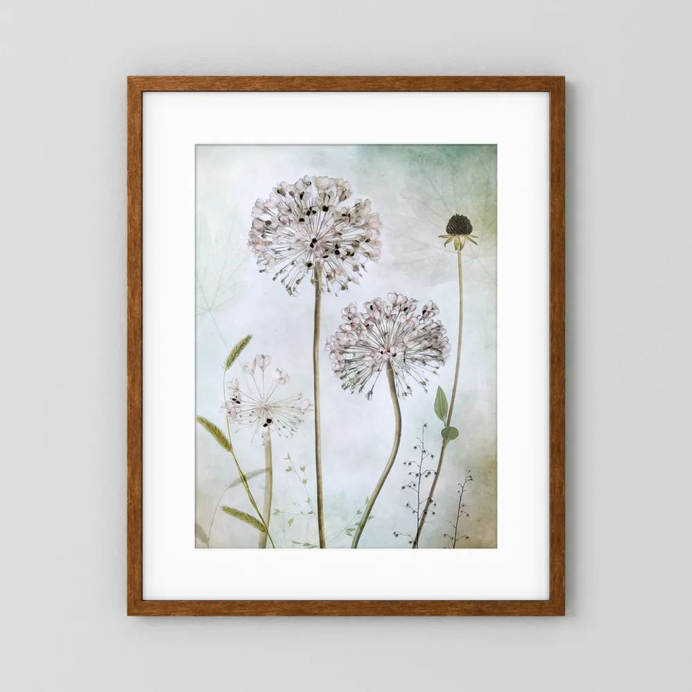 Allium 