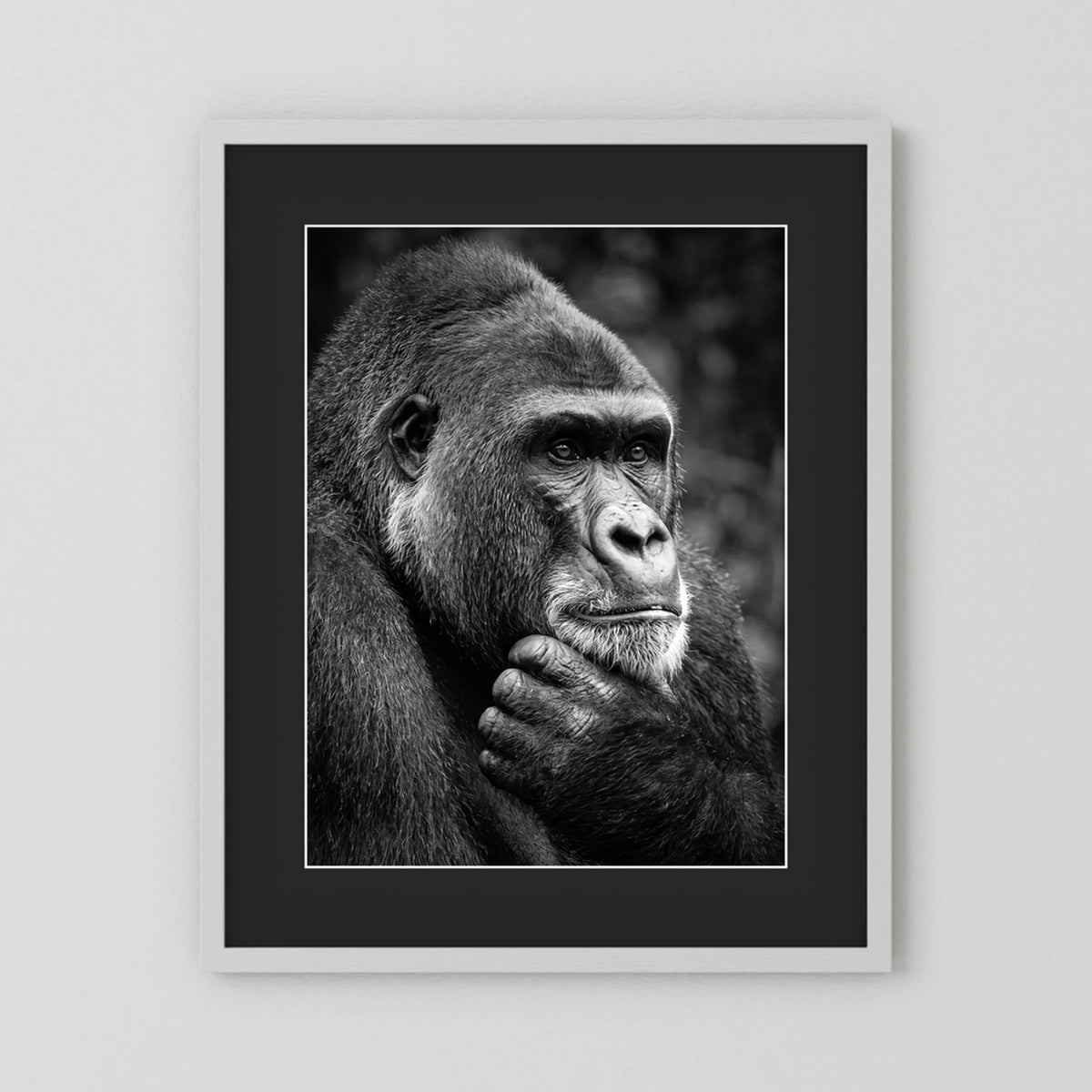 Gorilla