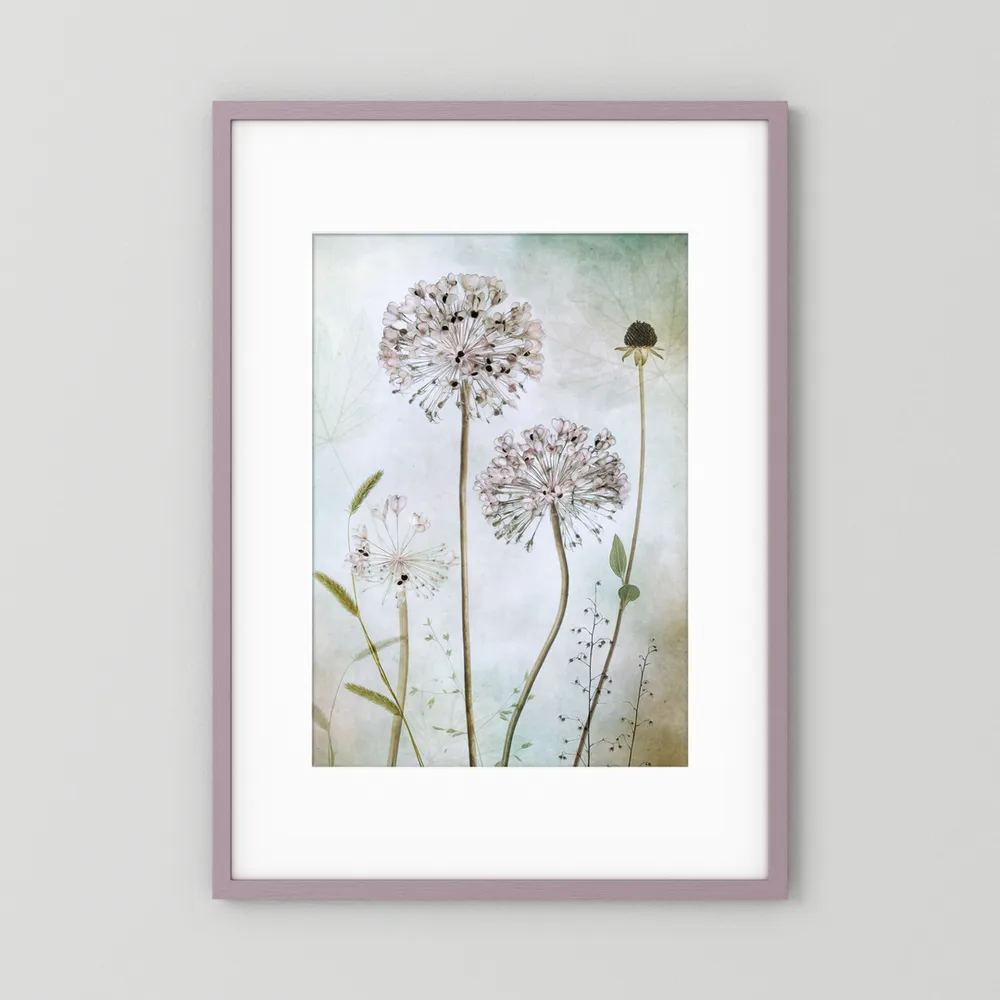 Allium 