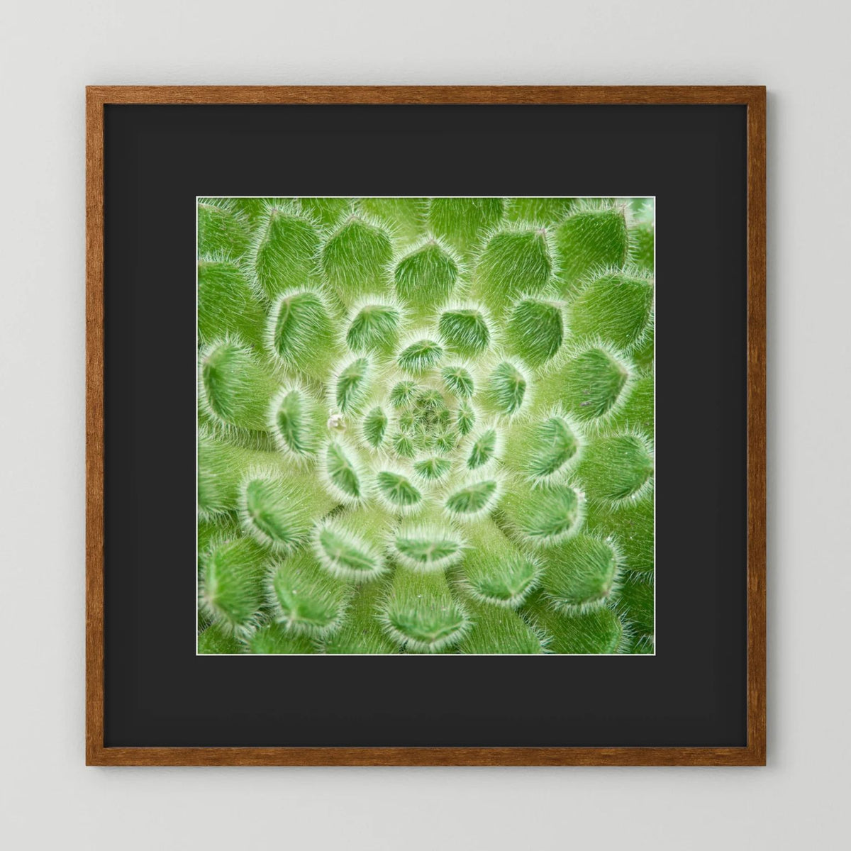 Square Cactus