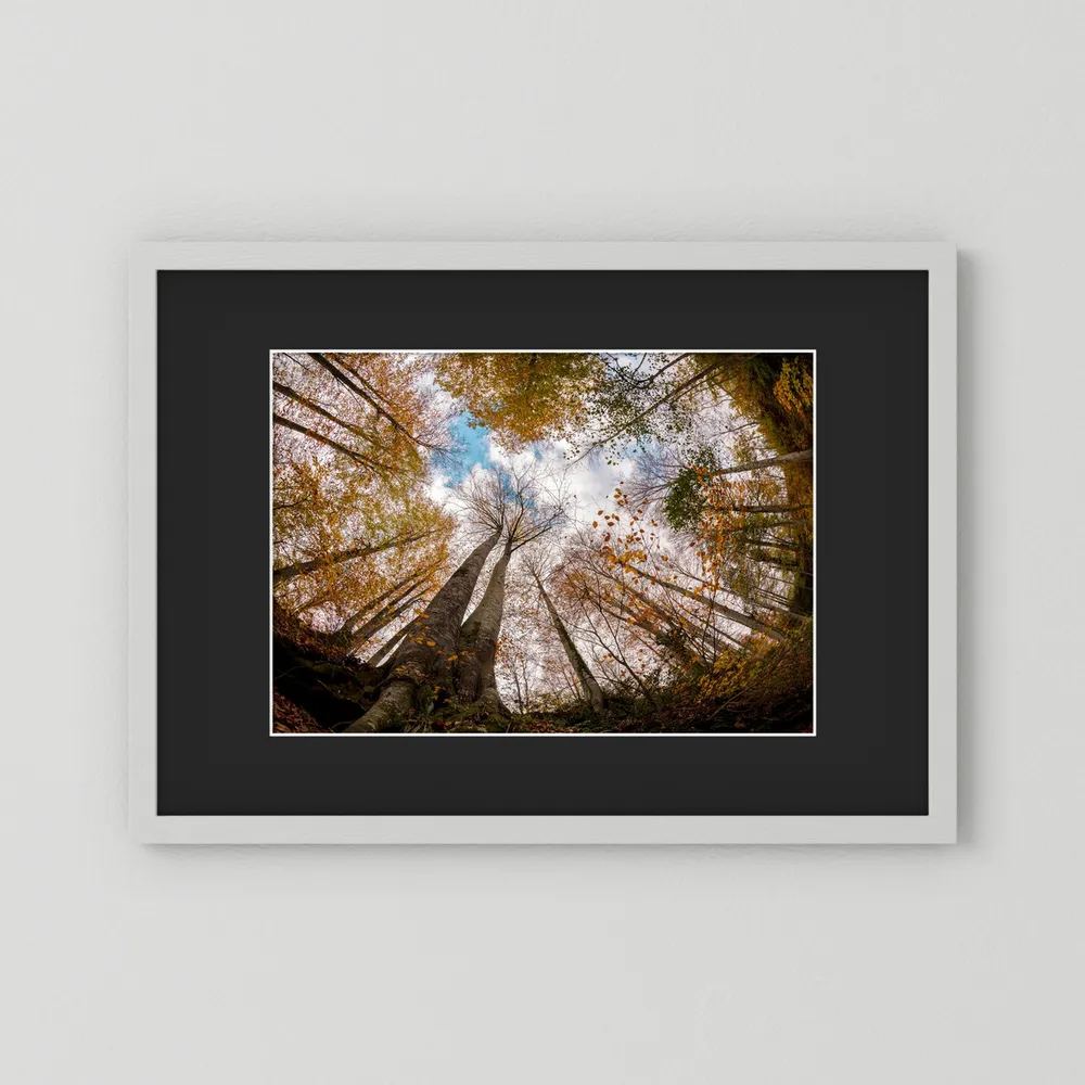 Golden Forest Sky View 