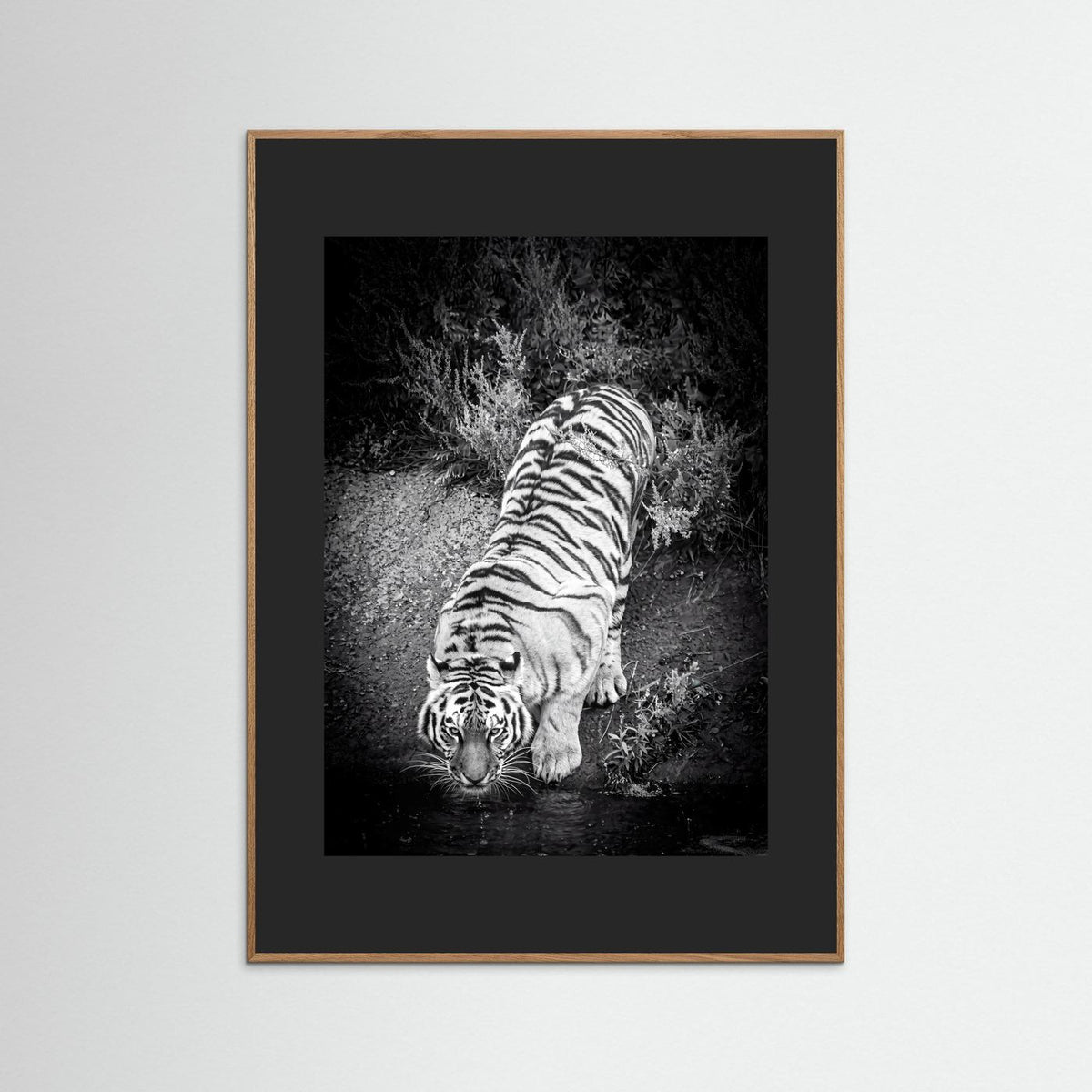 Tiger drinking water