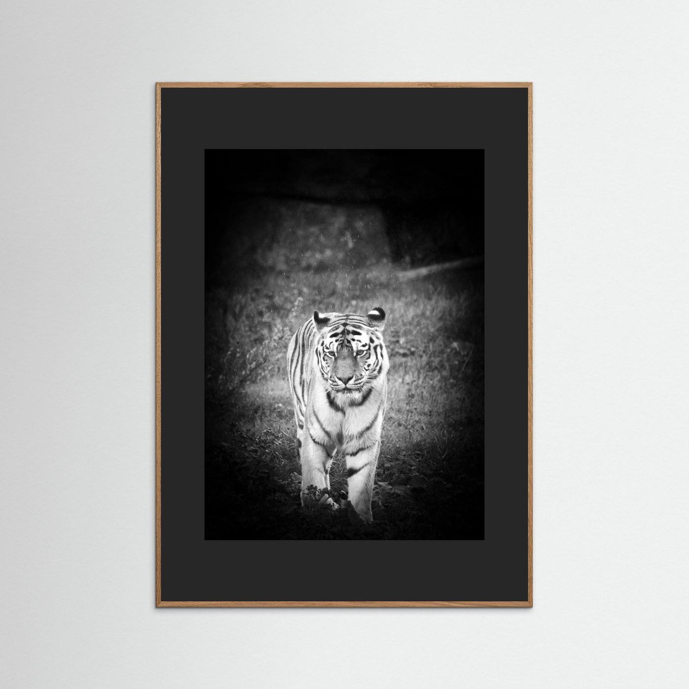Tiger in rain