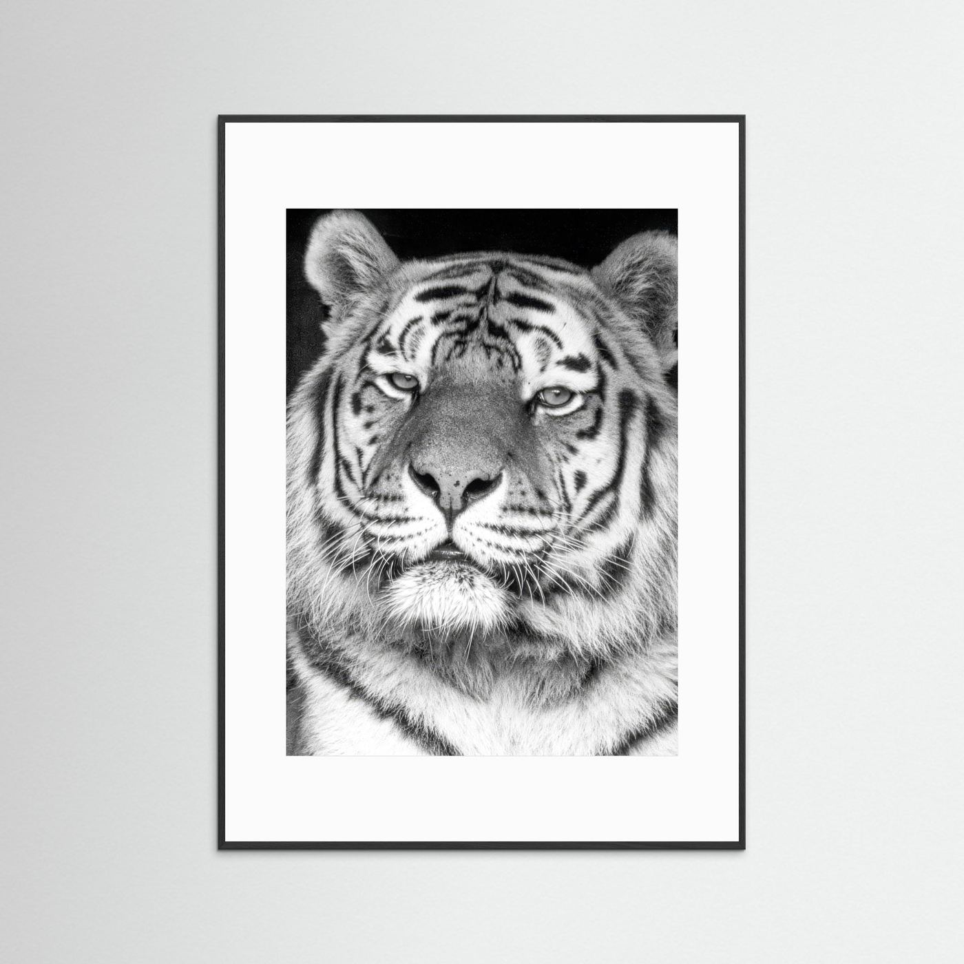 Tiger portrait